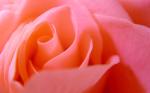 pinkrose.jpg