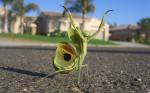 prayingfuckinmantis.jpg