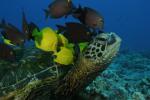 seaturtle.jpg