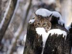 snowcat.jpg