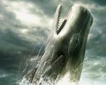 spermwhale.jpg