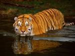 tigerinwater.jpg