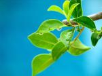 wateronleaves.jpg