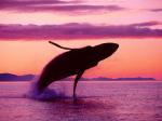 whalsplash.jpg