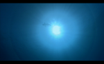 white-tipsharklight.png