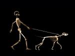 xraydog.jpg